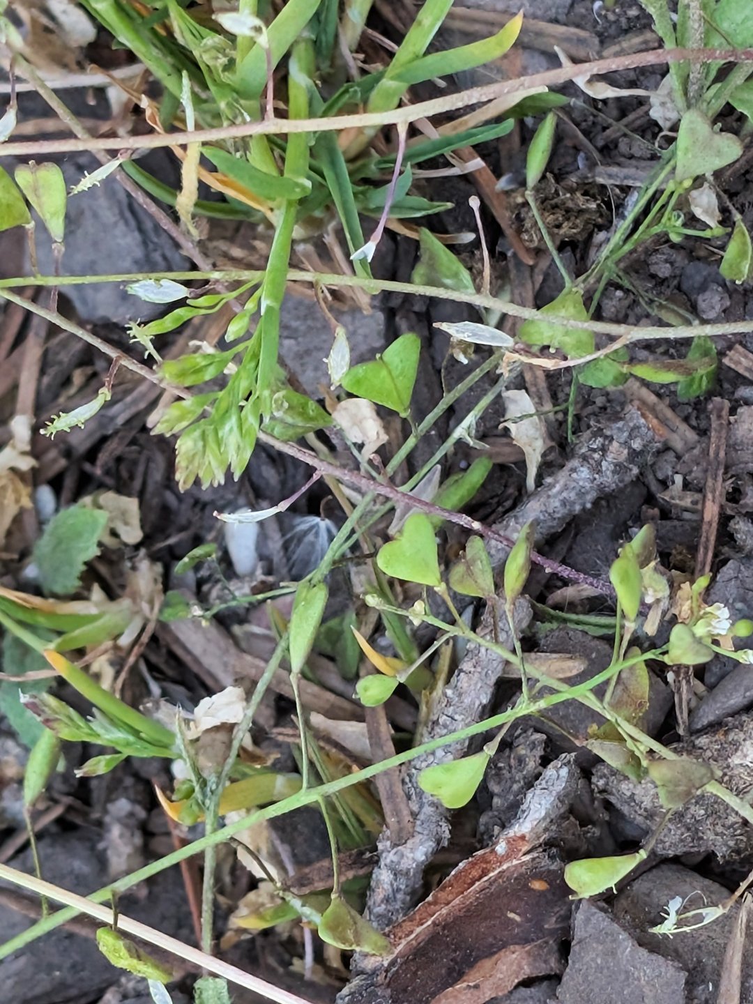 "How adorable are these tiny heart leaves?!" - Joy Payne discovered them on a backpacking trip in southern Colorado's Forks River area.