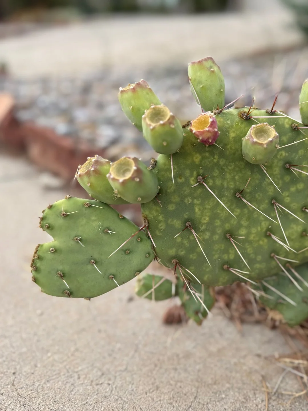 I noticed this sideways heart in my neighborhood one day, and now I see it every time I walk that way.
