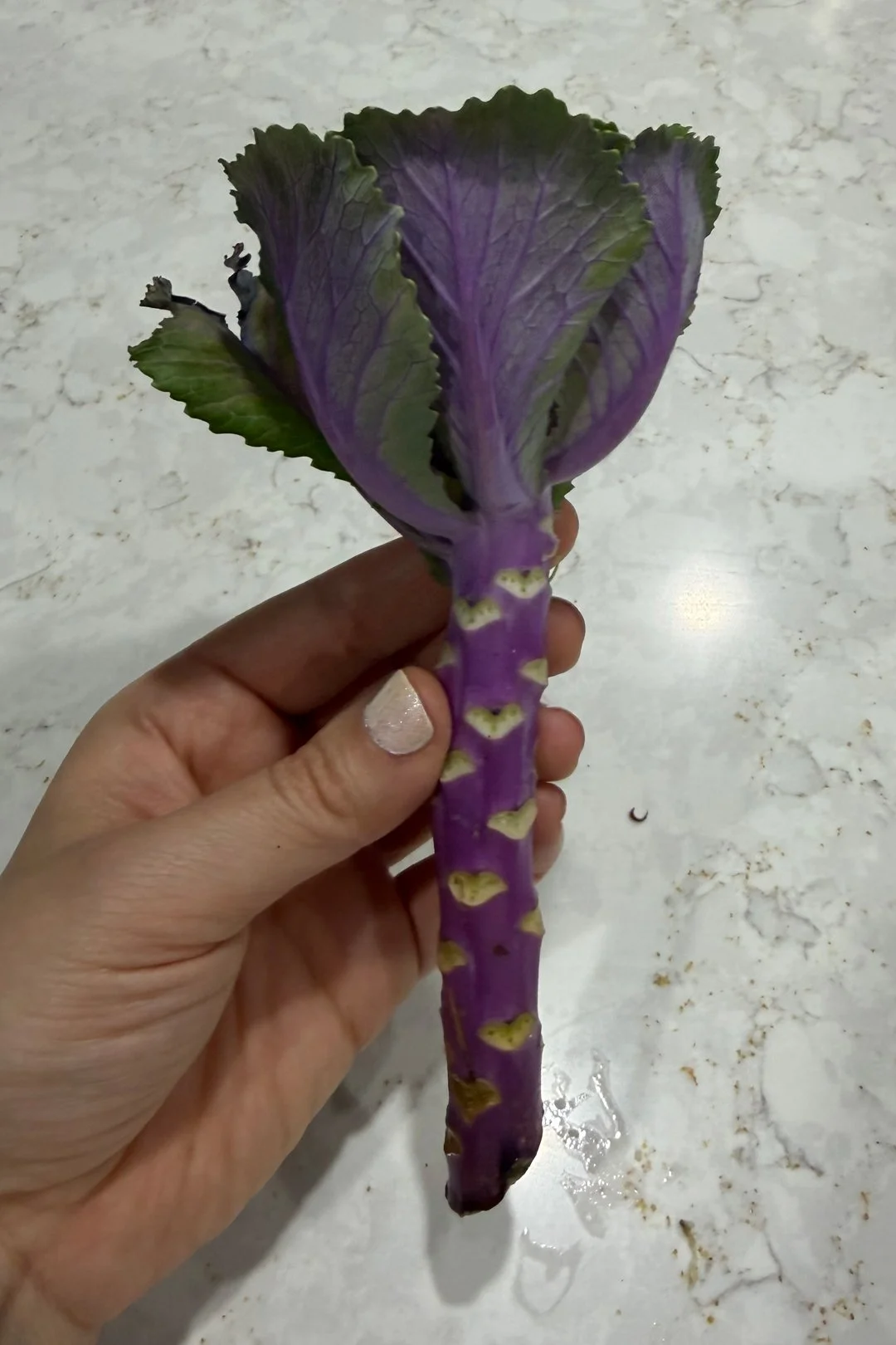 A friend of Alicia Sayer's gave her a bouquet of flowers and this plant had hearts on it!