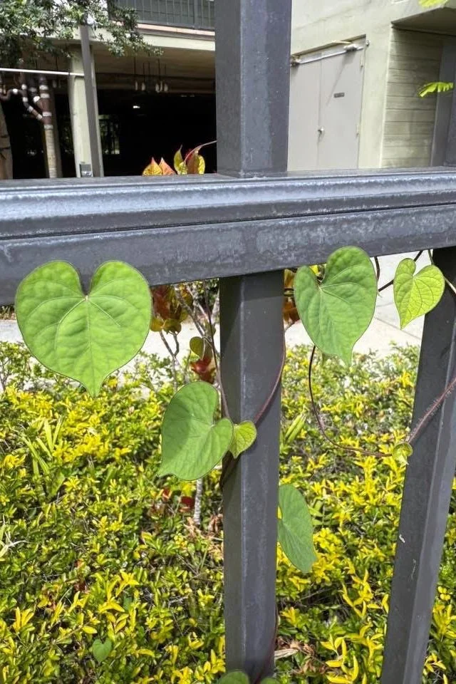 A friend of Julie Farley Majoue sent this heart photo from Hawaii!