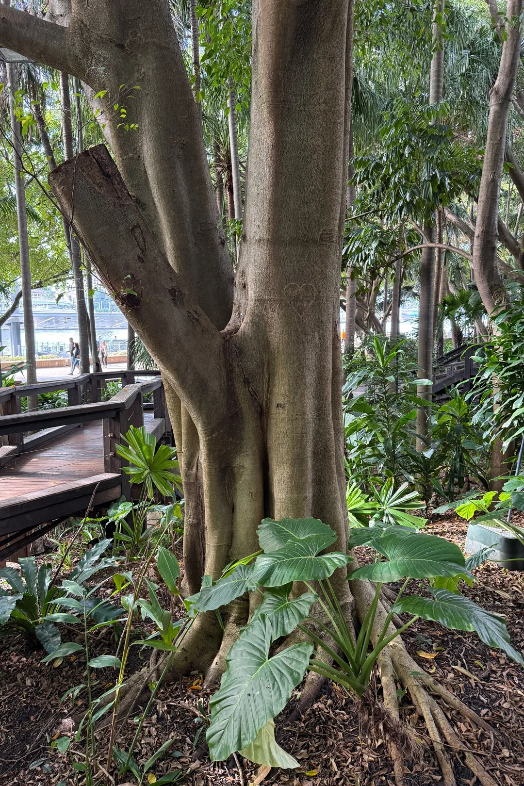 A tree with a carved heart and heart leaves near Brisbane's Nepalese Peace Pagoda.