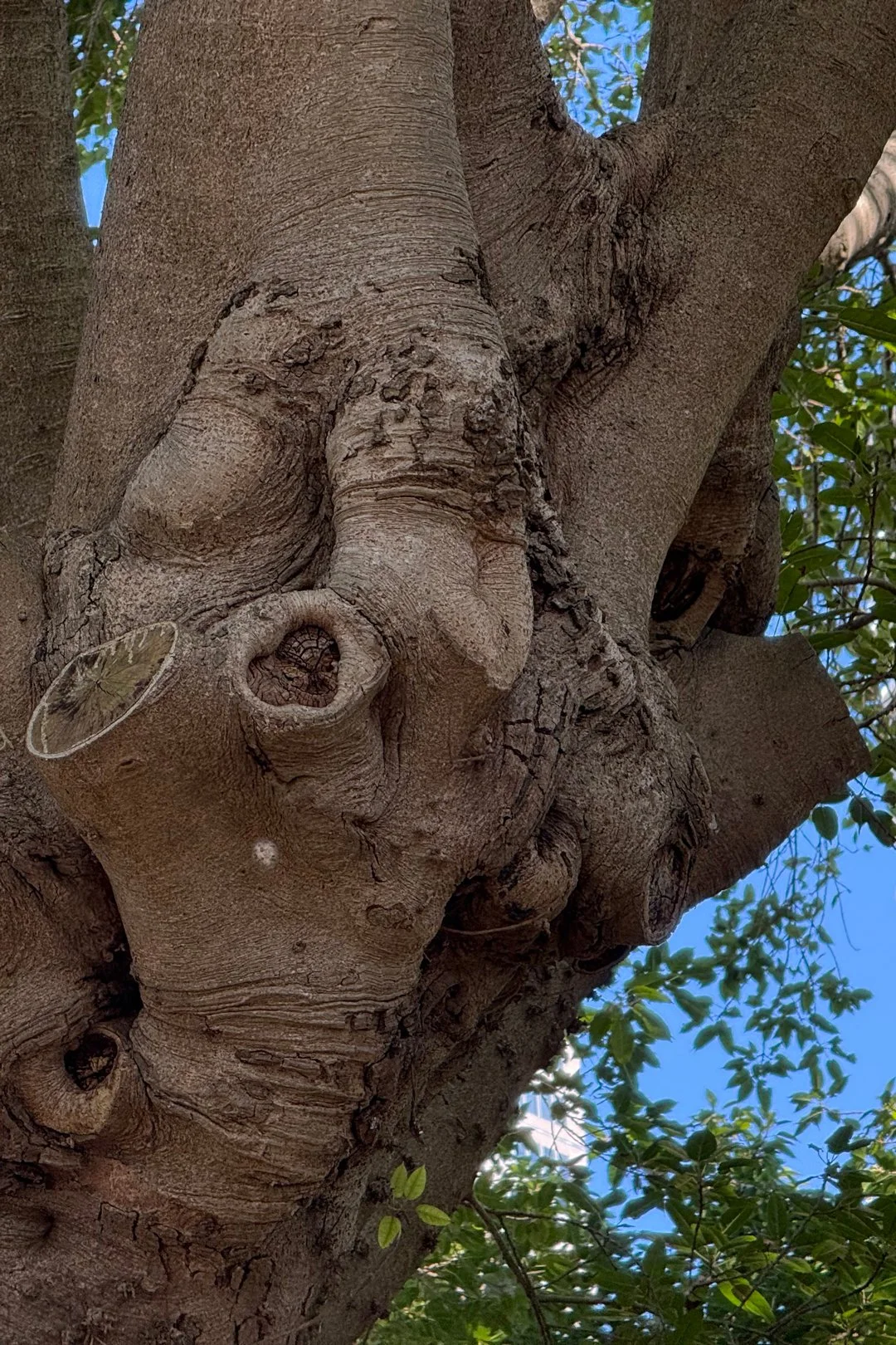 Some of the first hearts we spotted in Sydney were on trees. The hearts were so perfect it was surprising!