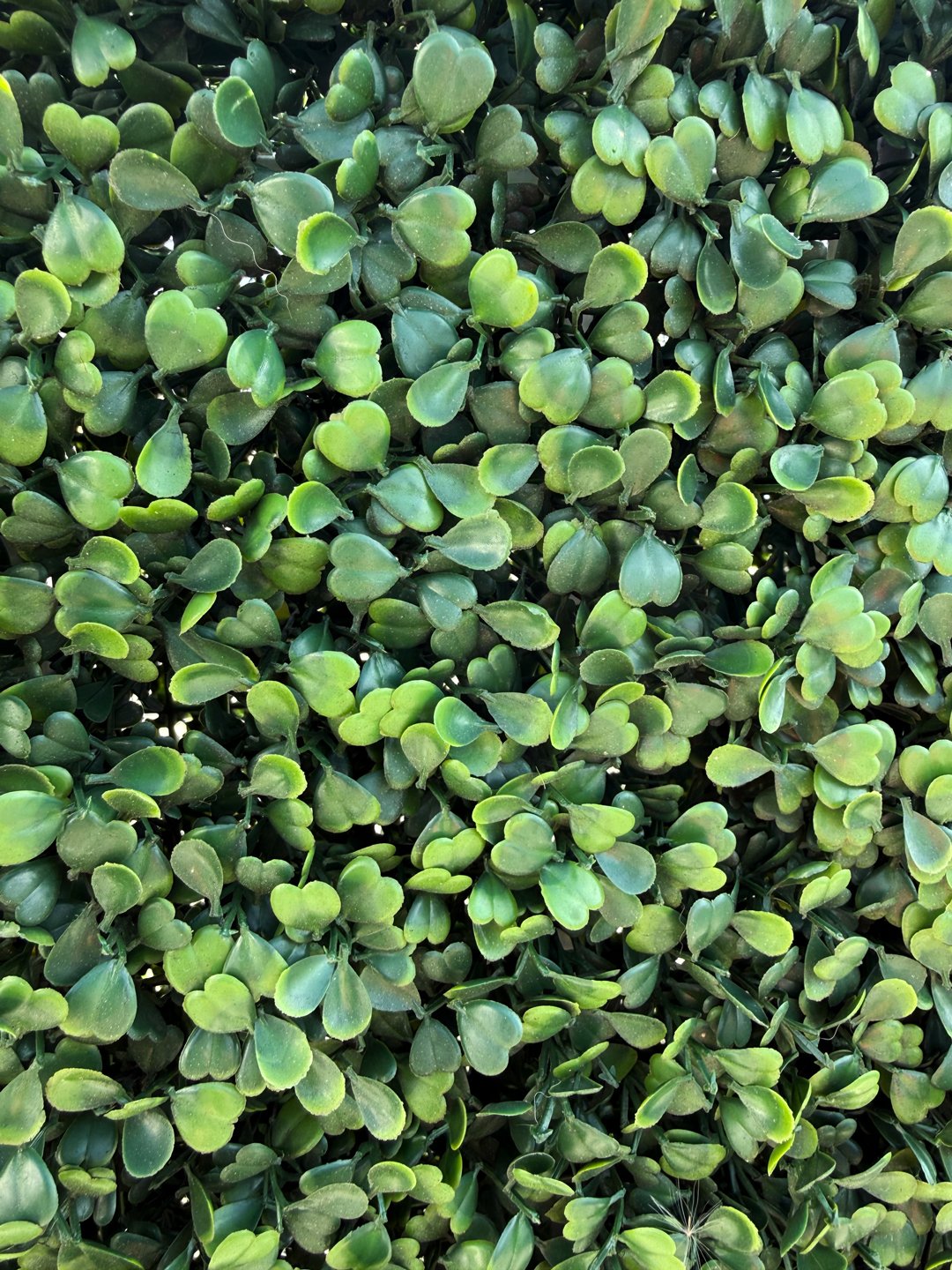 My husband and I stayed at a San Diego resort and I noticed a fake shrub there that was made of small, green heart leaves. We stretched by it on our way to run on the beach.