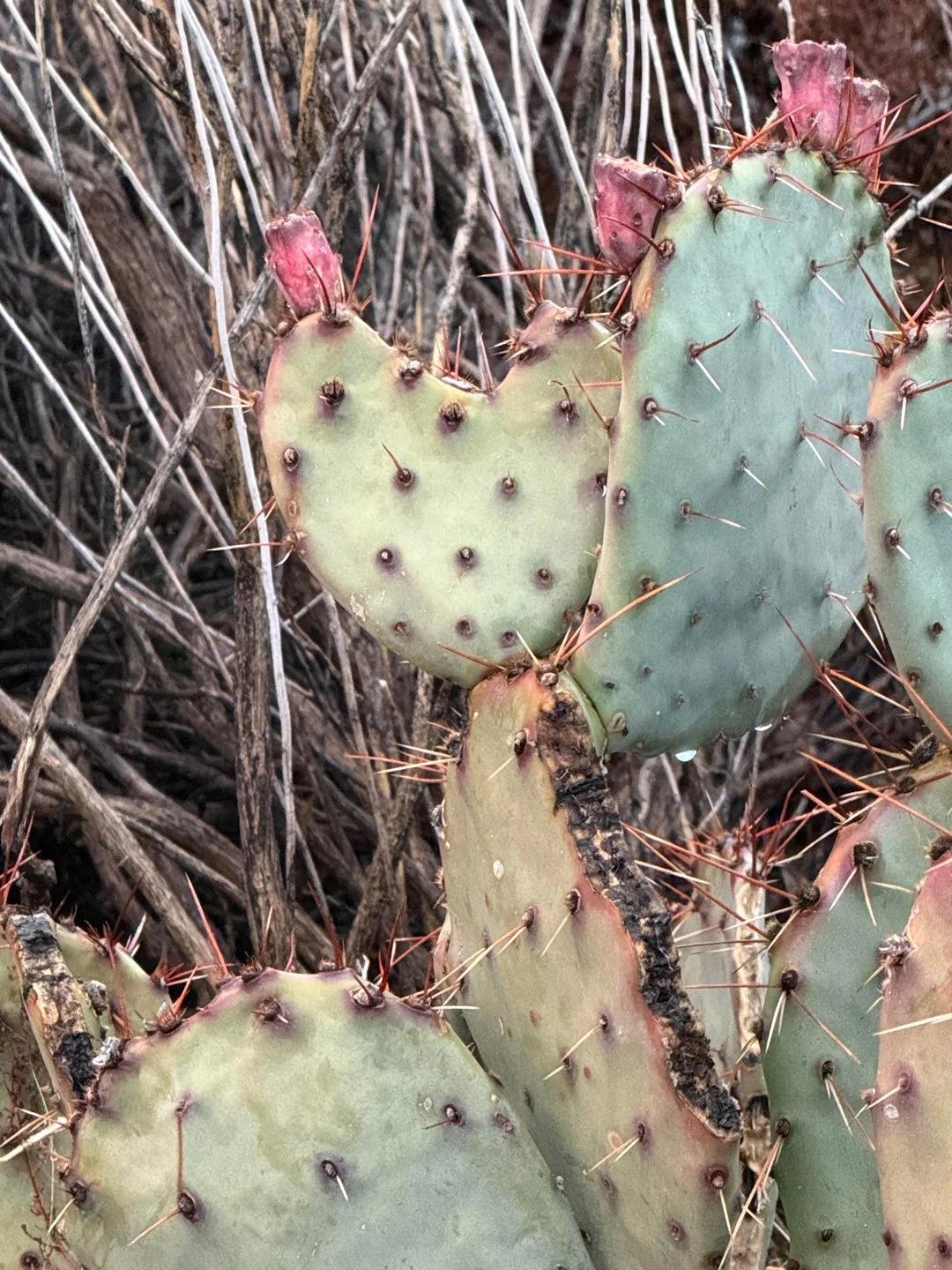 I captured this heart cactus during a sunset walk in my neighborhood.