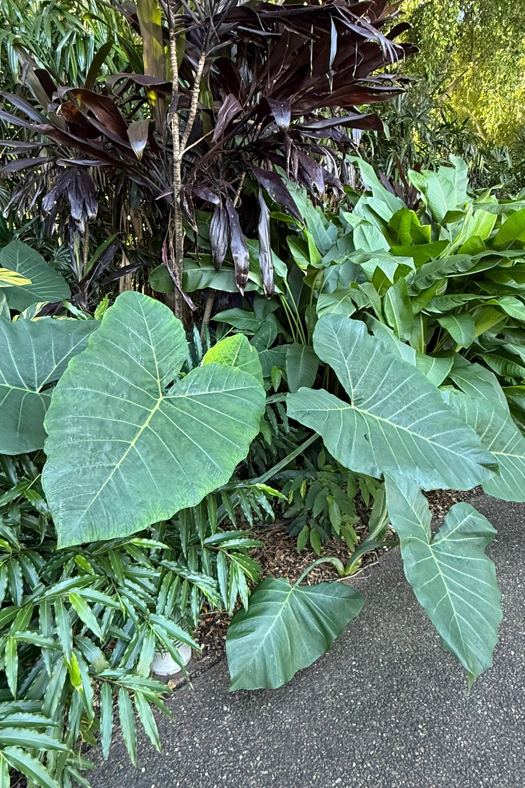 Brisbane's Roma Street Parkland was full of love.