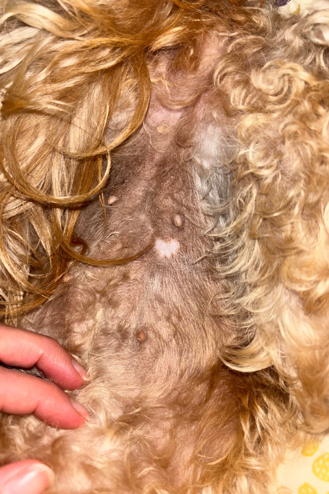“Rosie’s belly has a heart!” - Jenn Capitelli of Oakland
