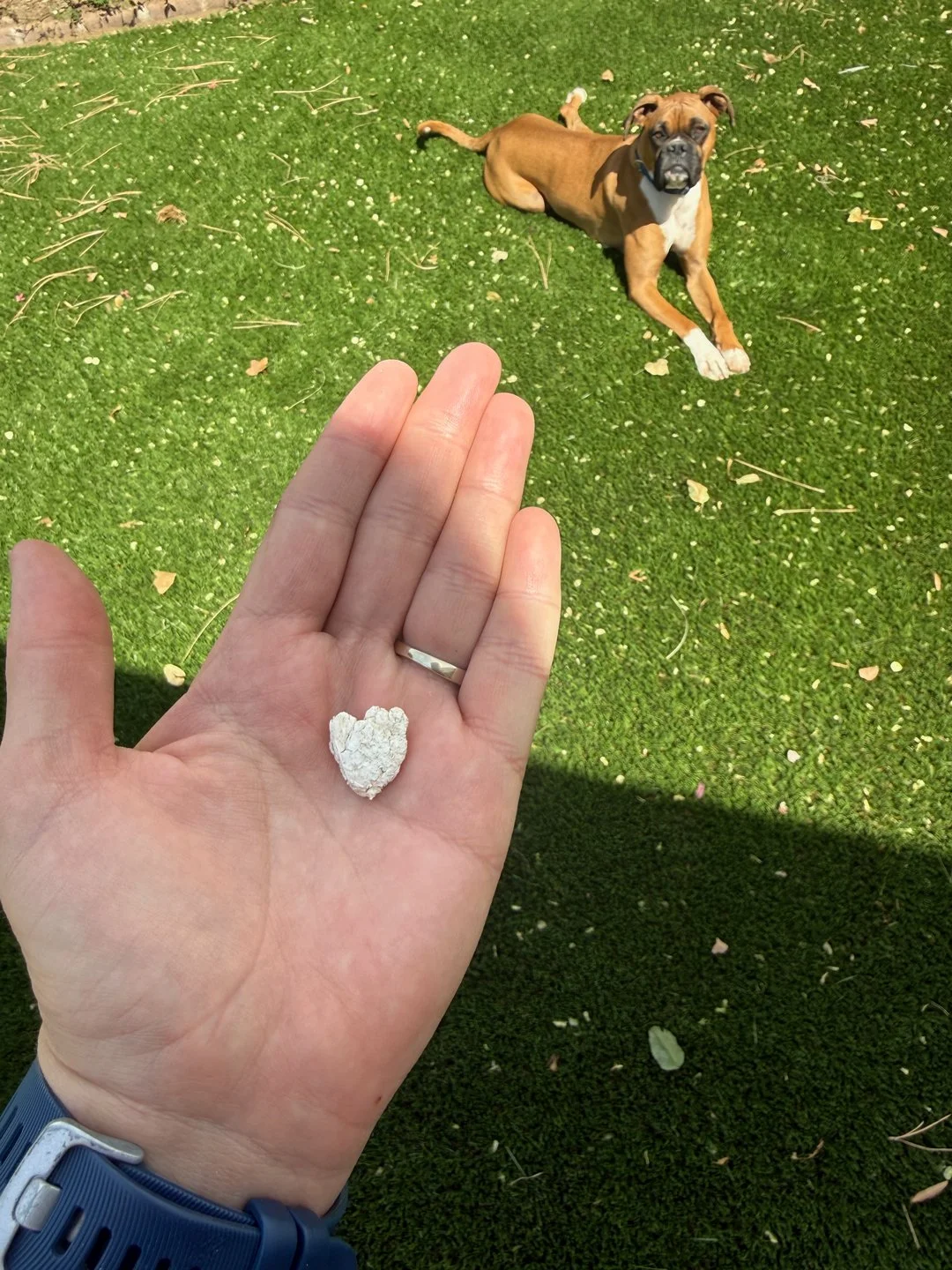 Travis and I installed turf in March, just in time for a wind storm to blow a bunch of crud on it. Oh well, haha! I found this heart as Hercules enjoyed his new stomping grounds.
