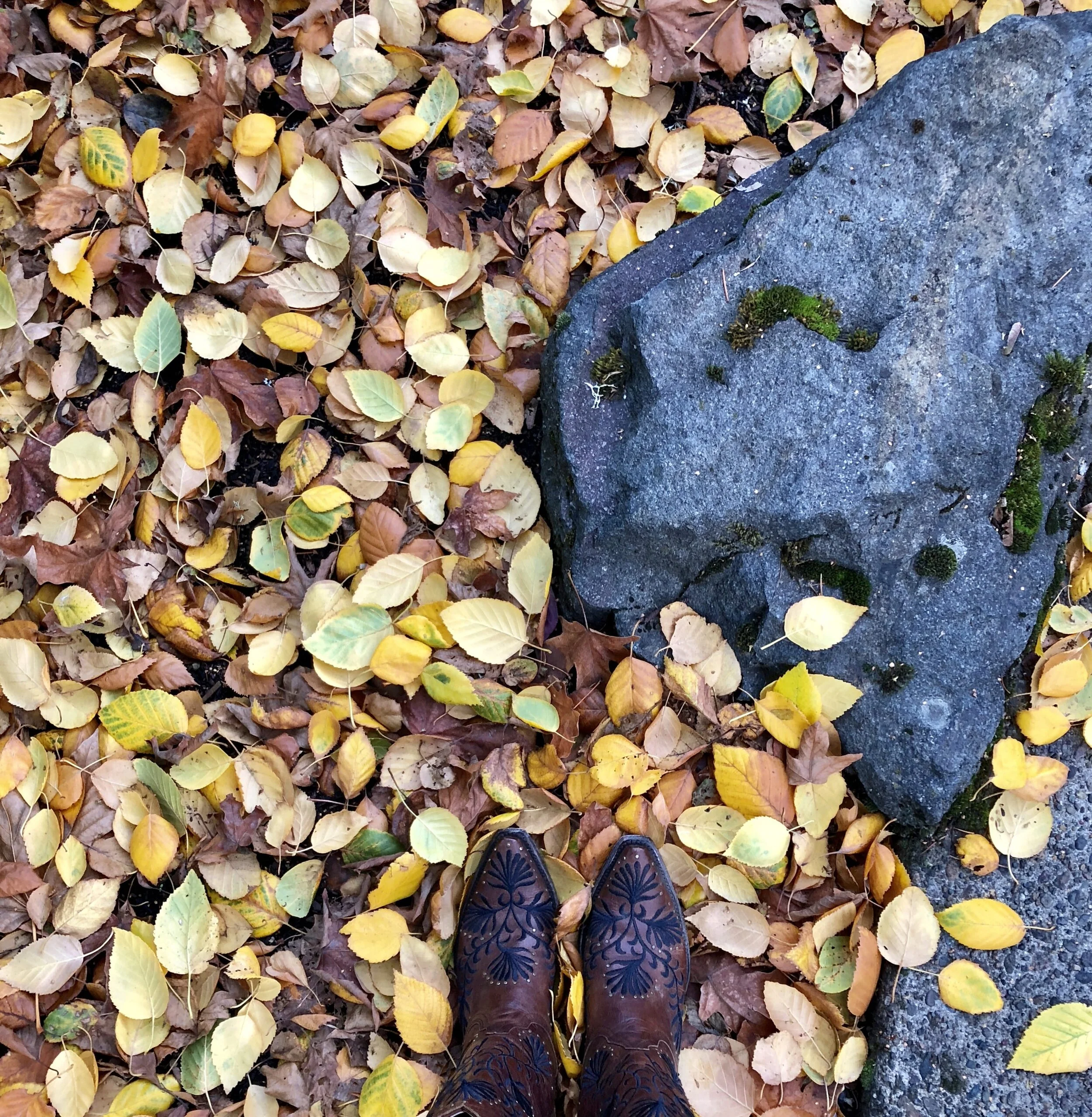 5 Things I Learned this Fall (dreamer's edition)