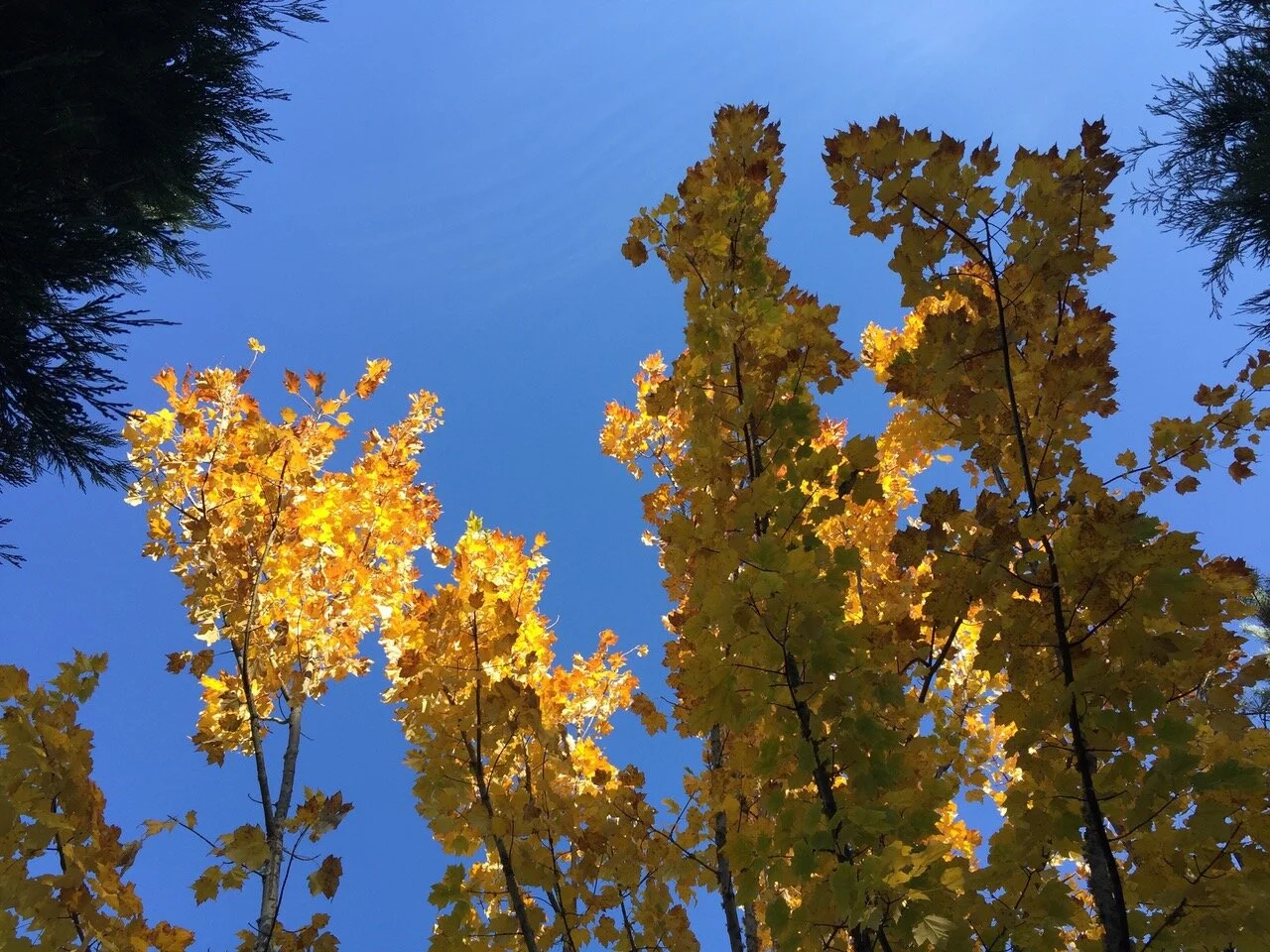 Things I Learned this Fall (2017)