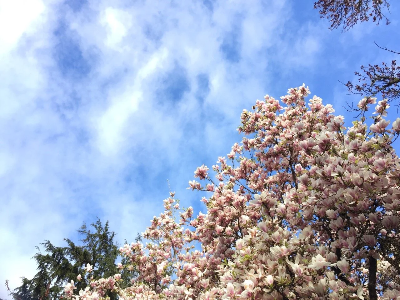 What I Learned this Spring