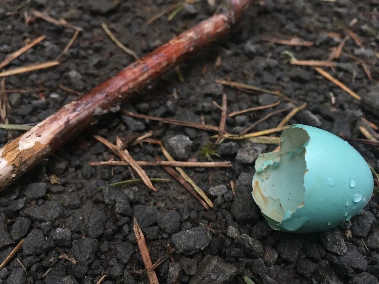 Favorite Finds (birdsong edition)