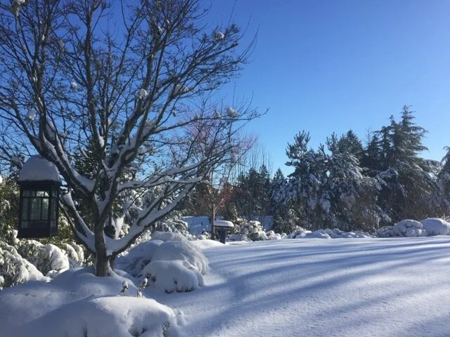 First Footprints in the Snow (a fresh way to start your day)
