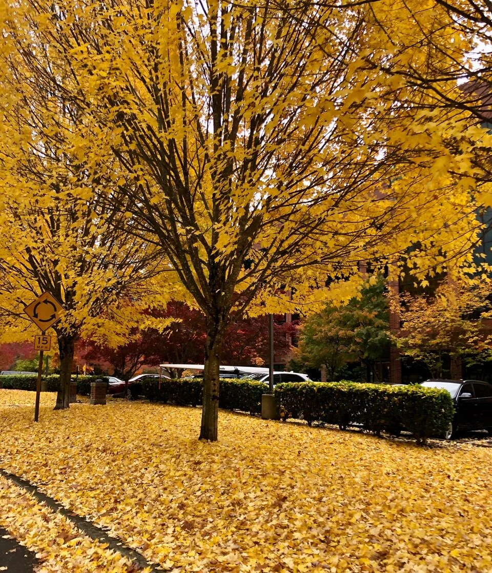 A Different Kind of Gathering at Thanksgiving