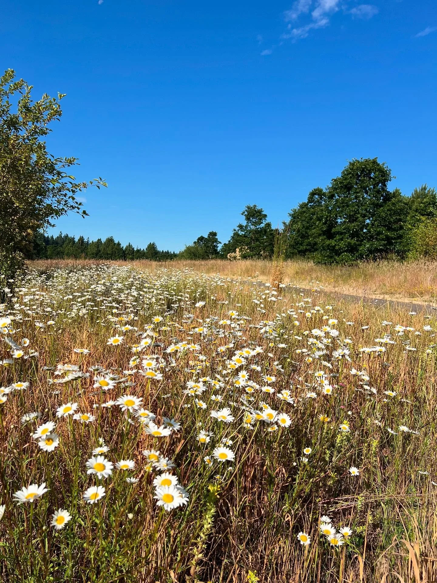 I went on a walk/run looking for deer and maybe cougars. (Crazy I know, but they are occasionally sighted where I like to walk.) Anyway, what I saw instead was a blue heron, a wild rabbit, and Oxeye daisies swaying in the June wind. Miracles all and 