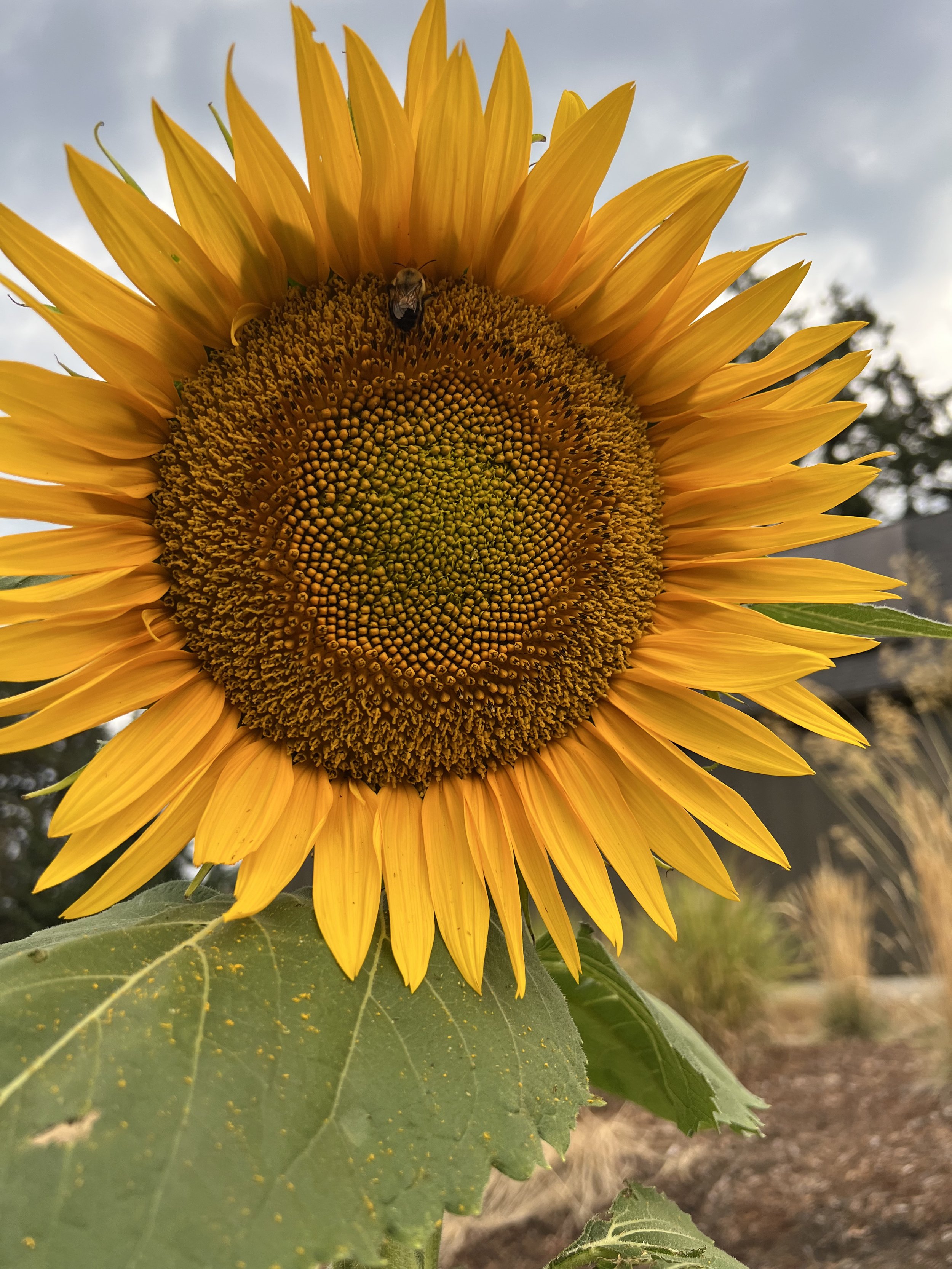 6 Things I Learned this Summer (2025) - something about hunger, wholeness, patchwork, and the way we remember