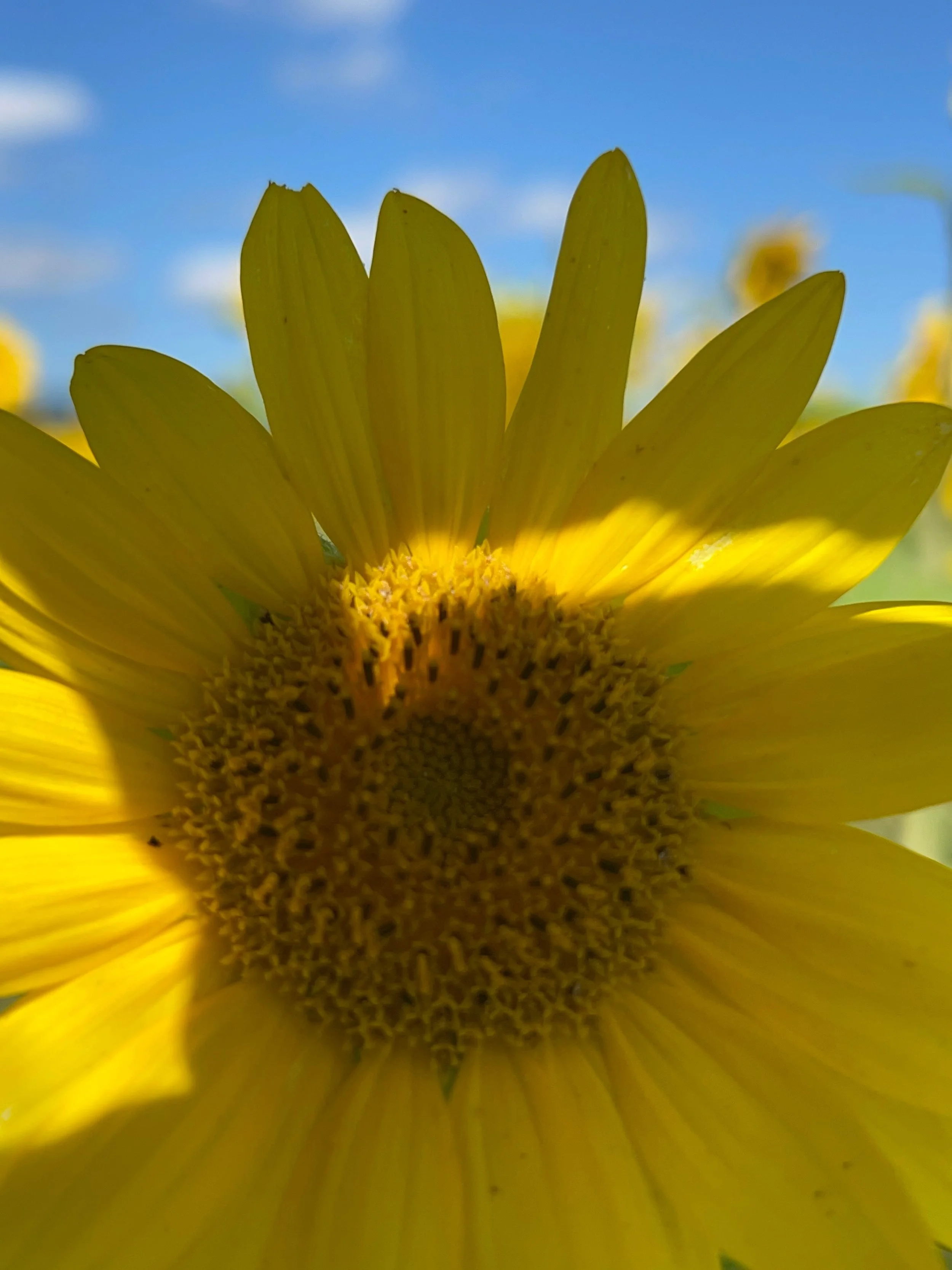 I knew summer was coming to a close when my Mama put her crayon boxes on her kitchen windowsill, my Georgia Peaches started school (a month ago), and when we visited the sunflower fields over on Sauvie Island. But now the PNW Wonders are set to begin