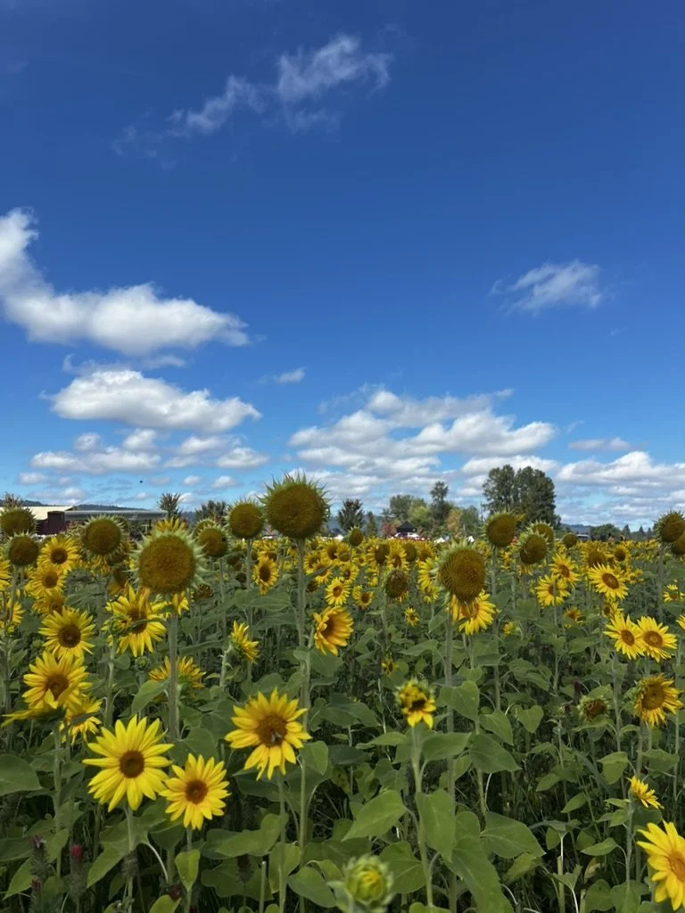 4 Things We Learned this Summer (2026)
