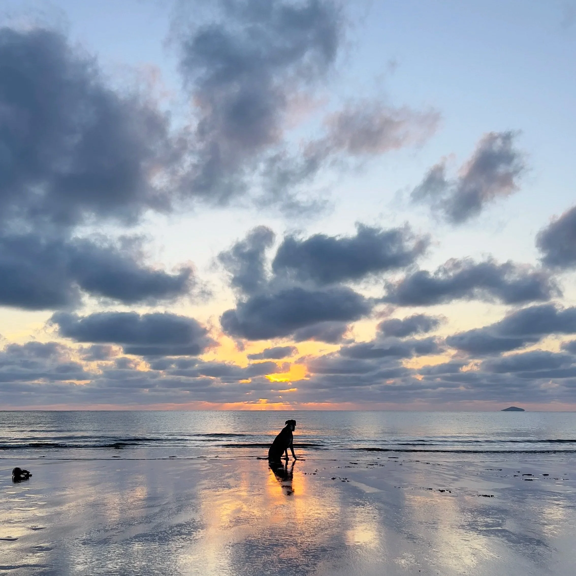 Rochelle's Great Dane, Omega, at the beach.