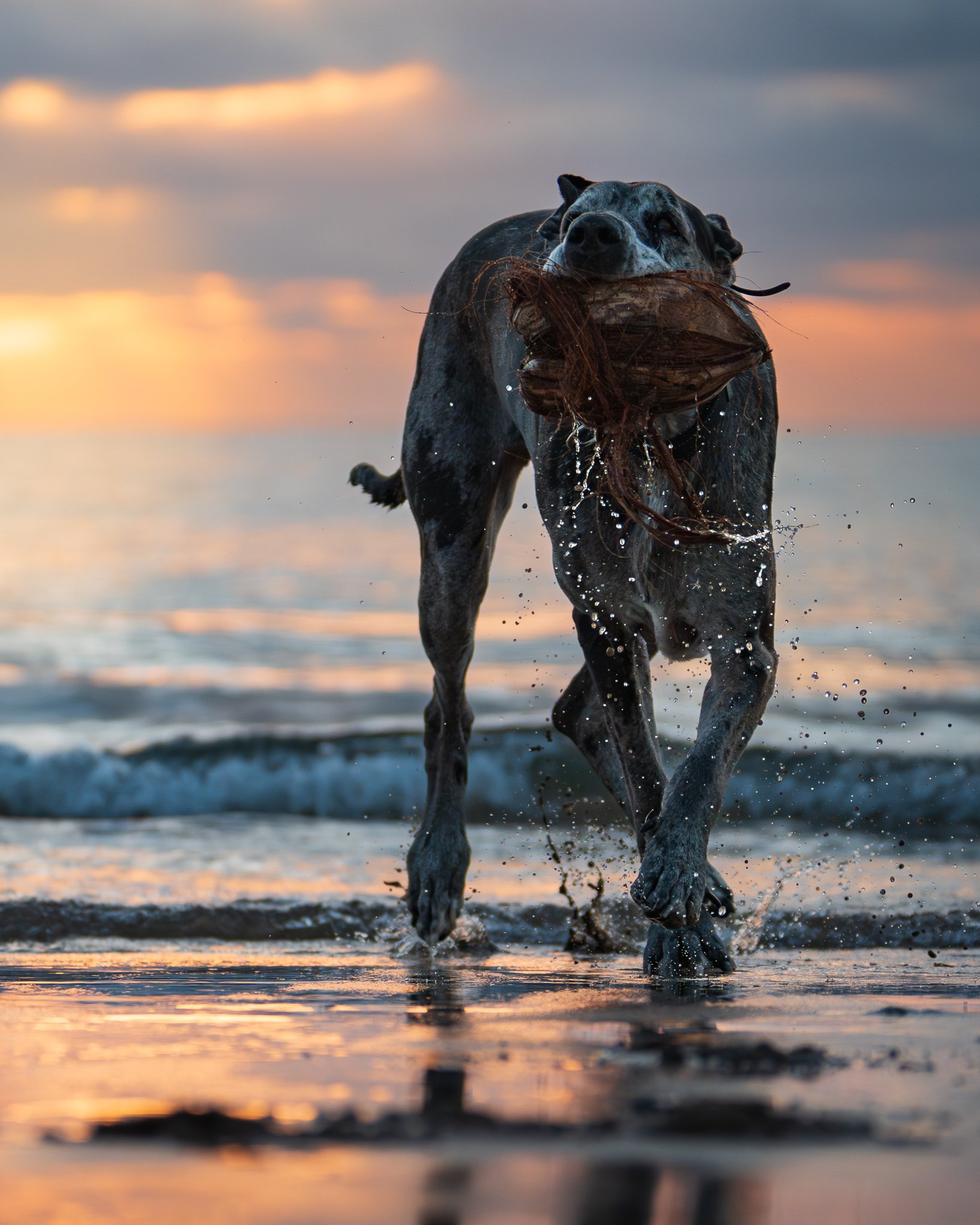 Rochelle's Great Dane, Omega, at the beach.