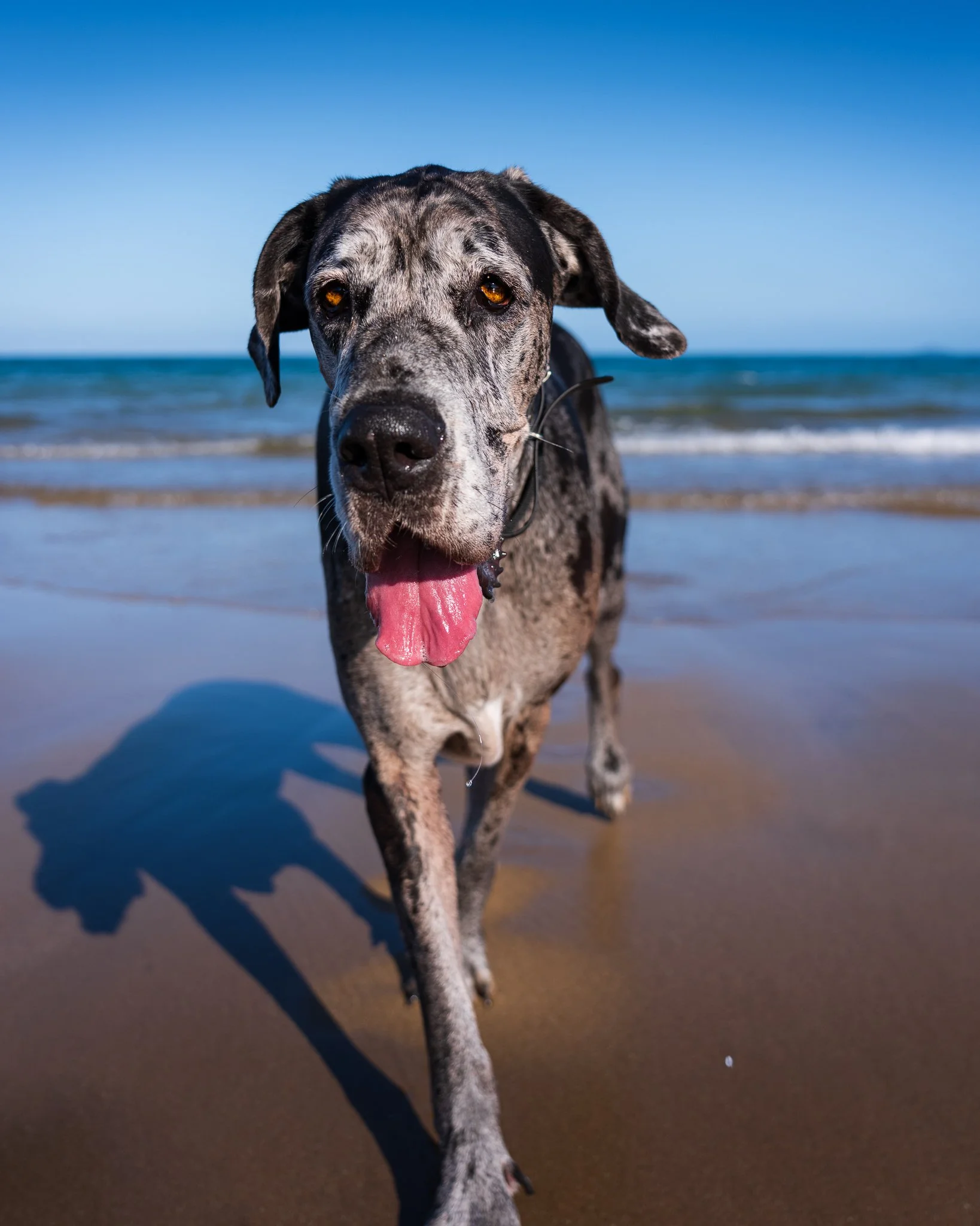 Rochelle's Great Dane, Omega, at the beach.
