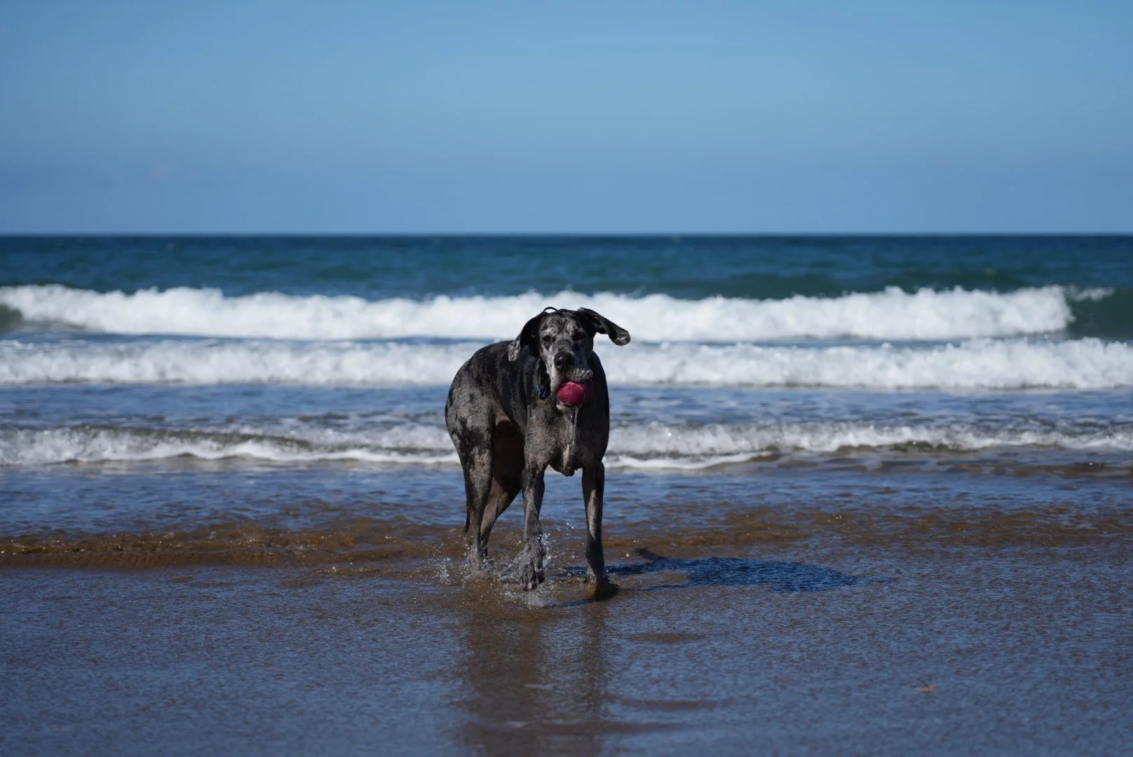 Rochelle's Great Dane, Omega, at the beach.