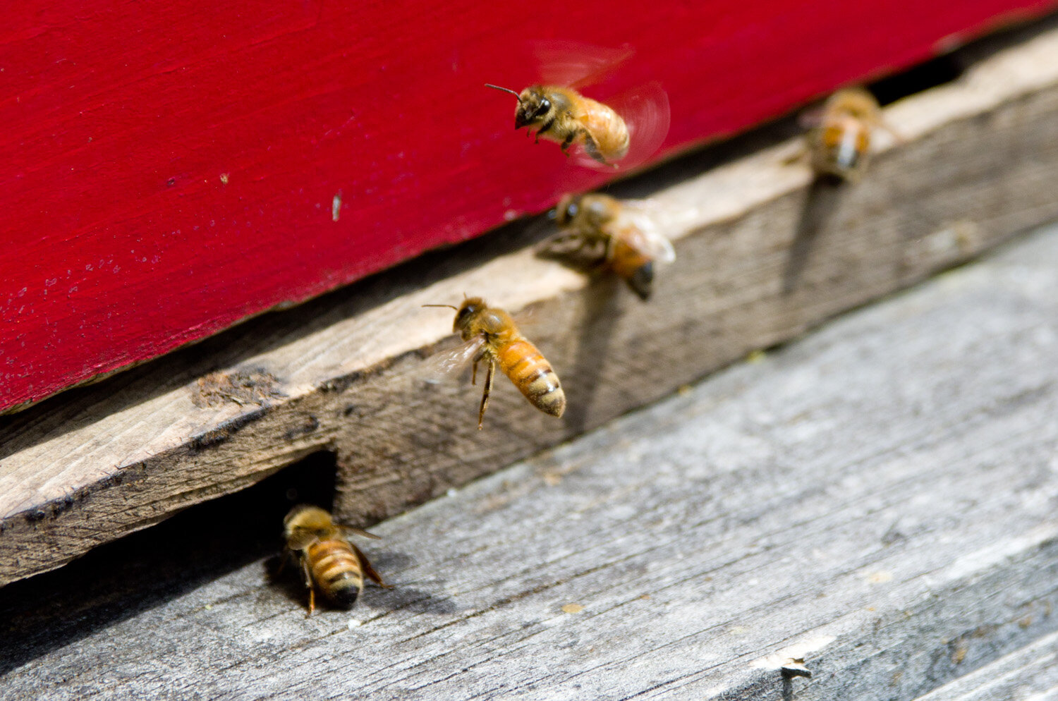 20140617-honey-bees-max-falkowitz-landing.jpg