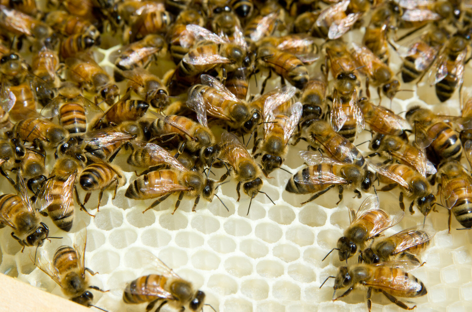 20140617-honey-bees-max-falkowitz-wax-5.jpg