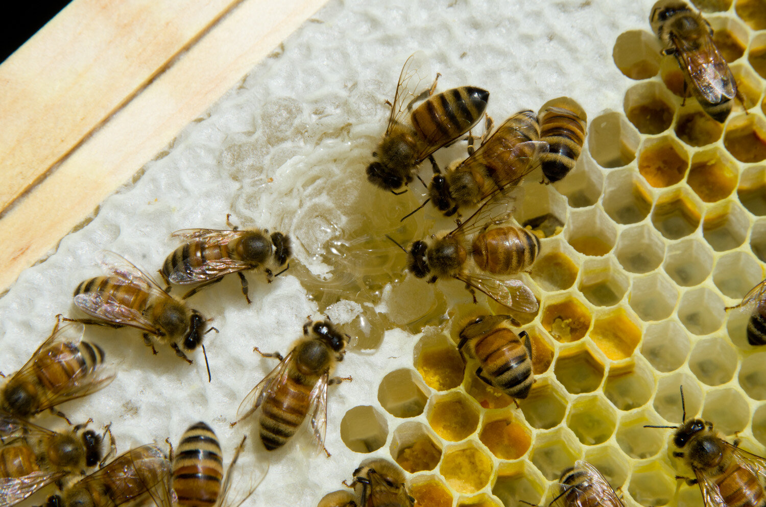20140617-honey-bees-max-falkowitz-wax-6.jpg