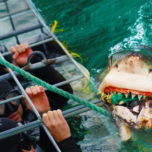 SHARK DIVING IN AFRICA