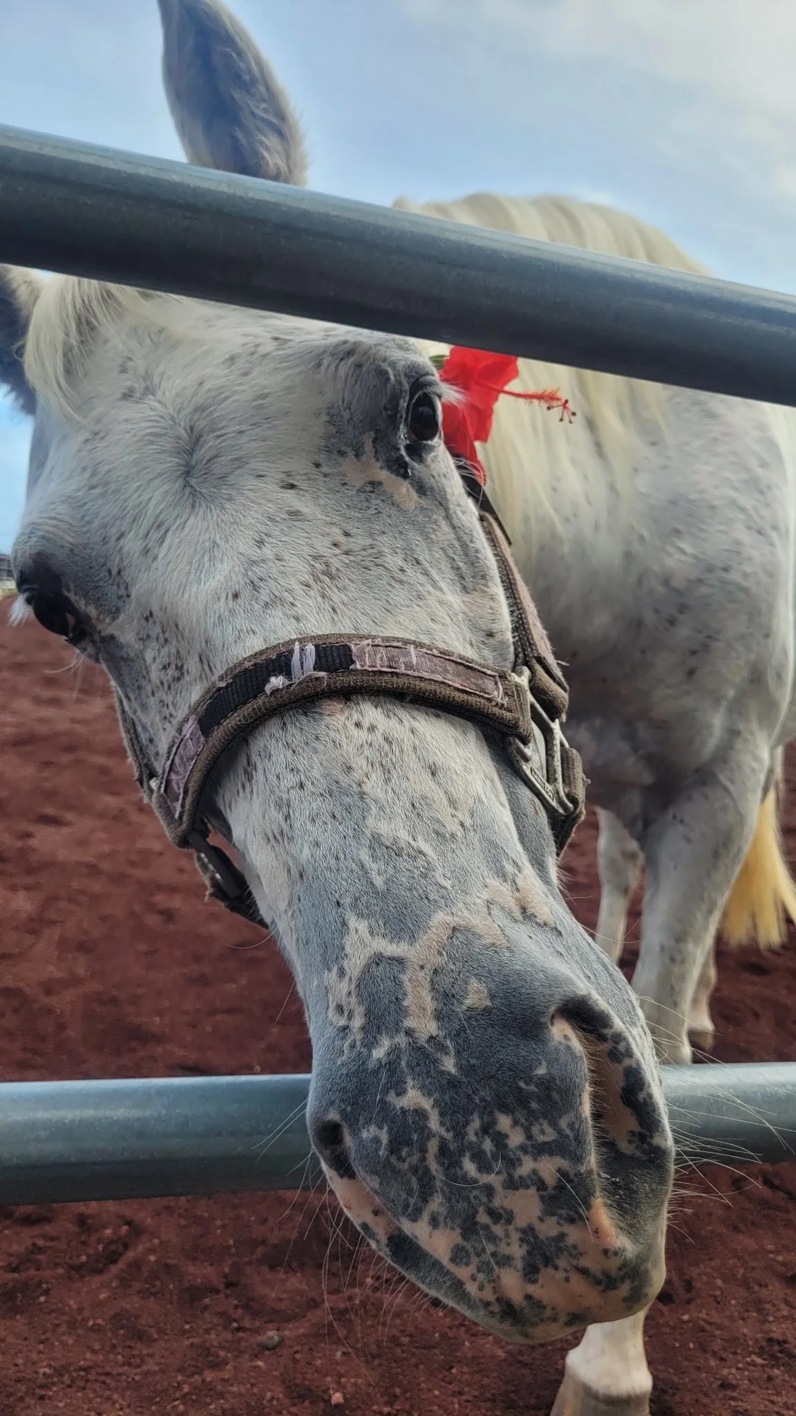 Tequila pau hana at the barn ~ impossible for photos to show it all, but we manage to snap a few🍸🐴🫶🏼
#samanthaverse #beyondthegaits