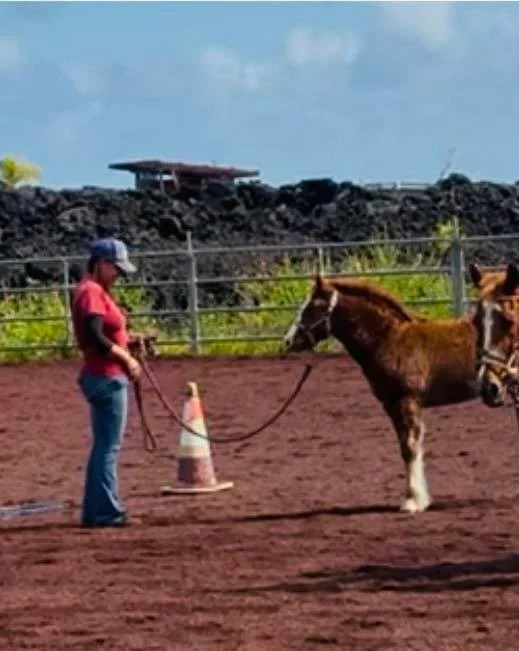 There are a million different ways to grow at the barn🐴🐴❤️
#beyondthegaits #samanthaverse