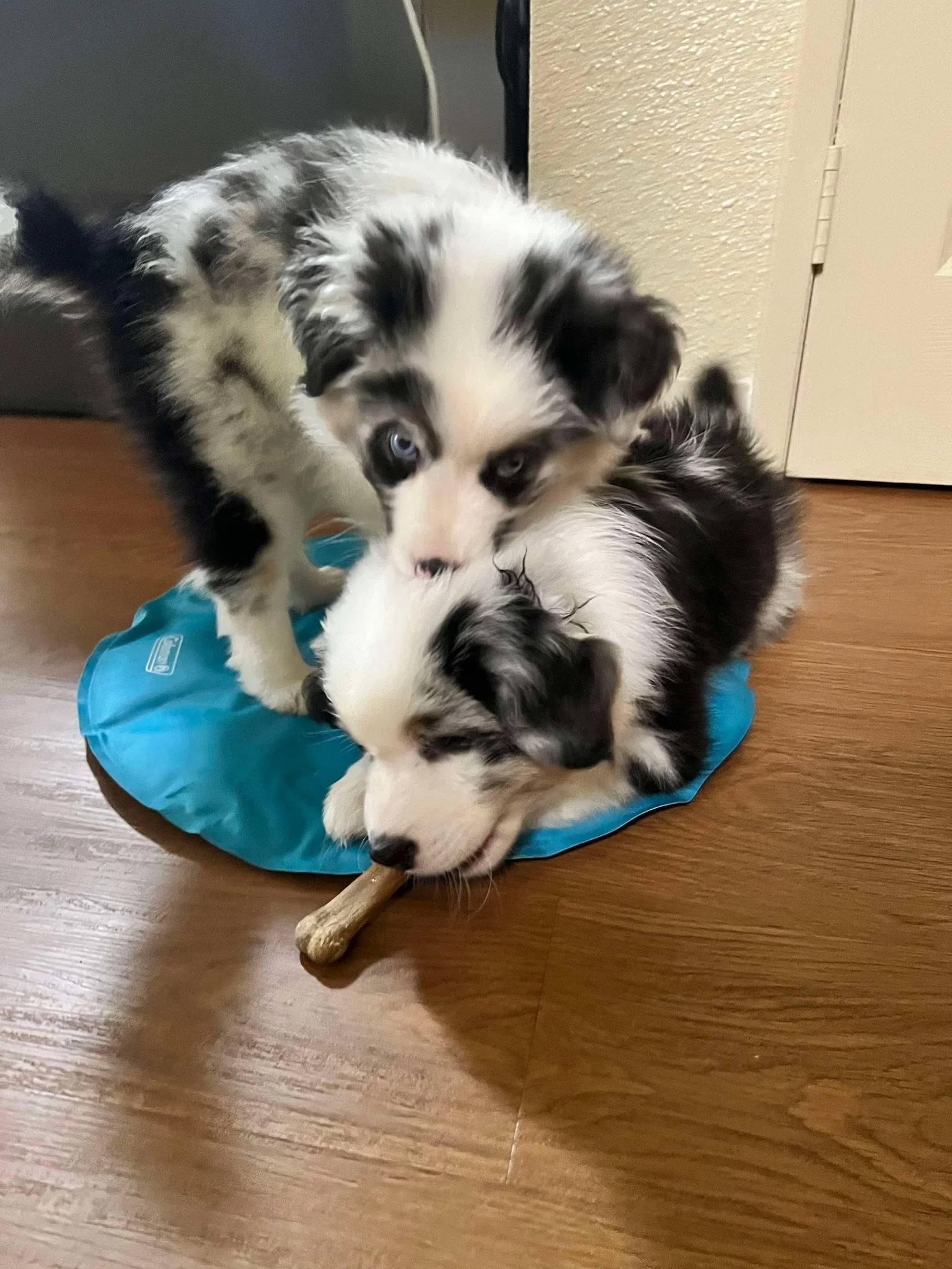 It warms my heart to share that Percy &amp; Liza will be having more of their beautiful puppies in March🐾🐾🥰