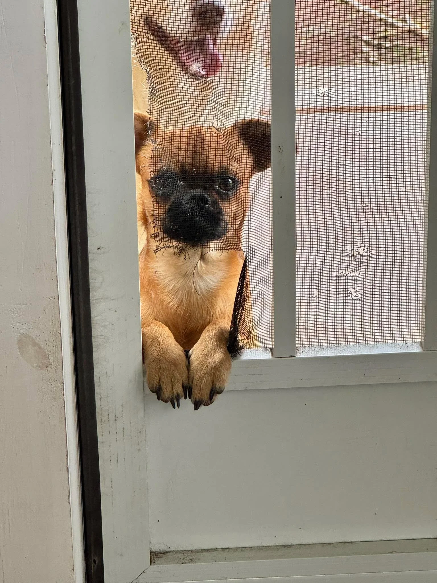 I dont know how to be mad at this. Also, Samantha cant have nice things.
Allen👹