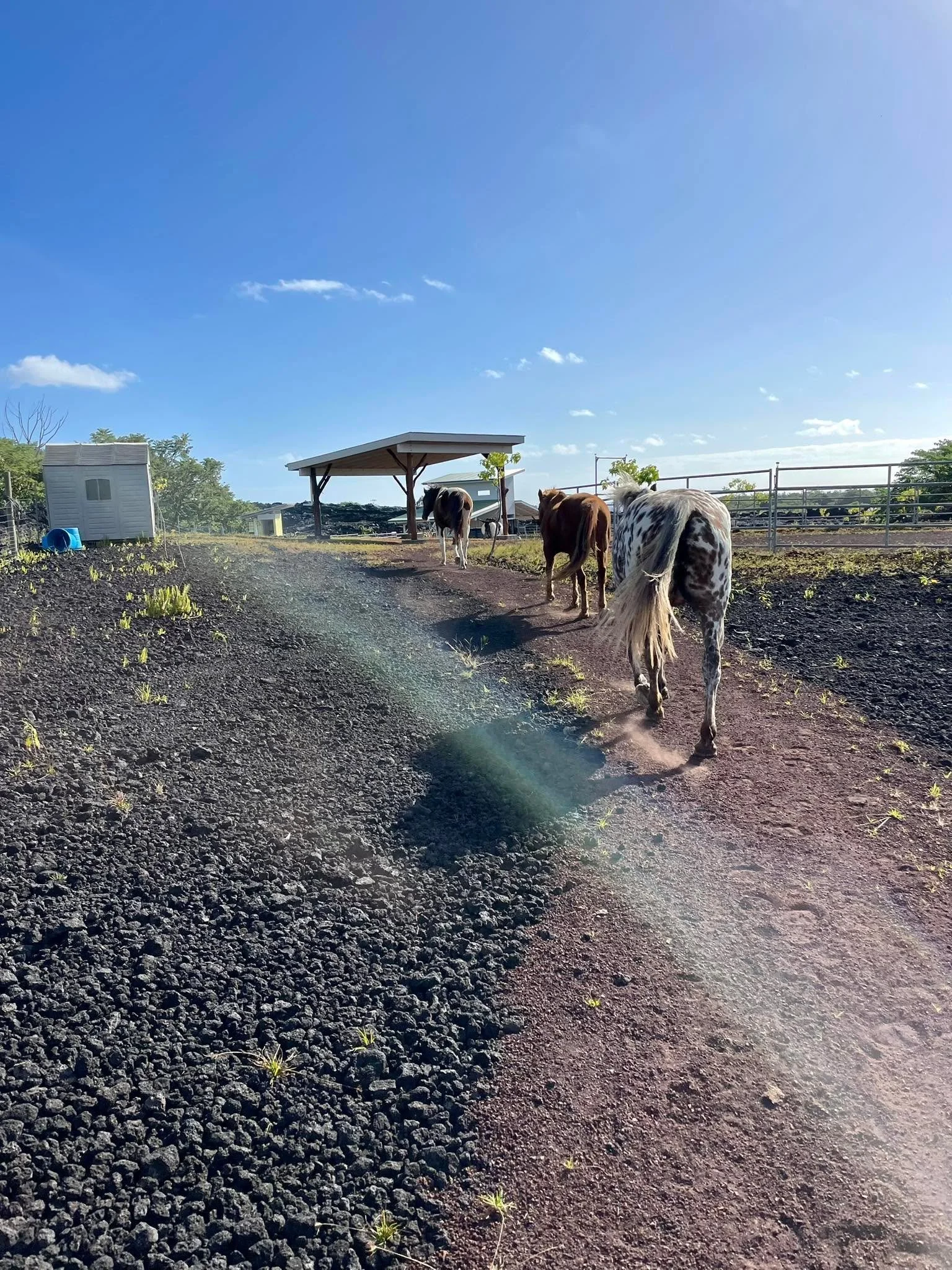 These three cruising together beyond the rainbow bridge&hellip;. That was really some kind of wonderful we shared for awhile😌
Kau&rsquo;lana, Dan &amp; Penny🌈🐴❤️