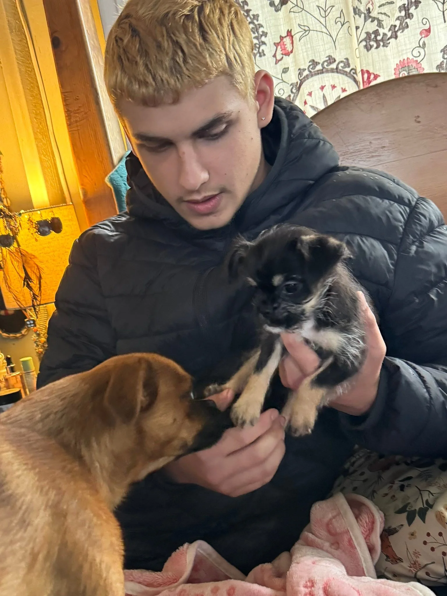 I was blessed with a tiny Chussel this morning🥹 She will be a bearded beauty one day with a spectacular underbite, but for now she&rsquo;s 2lbs of puppy perfection:)
Welcome Winnie❤️👹
#chussel #brusselsgriffon