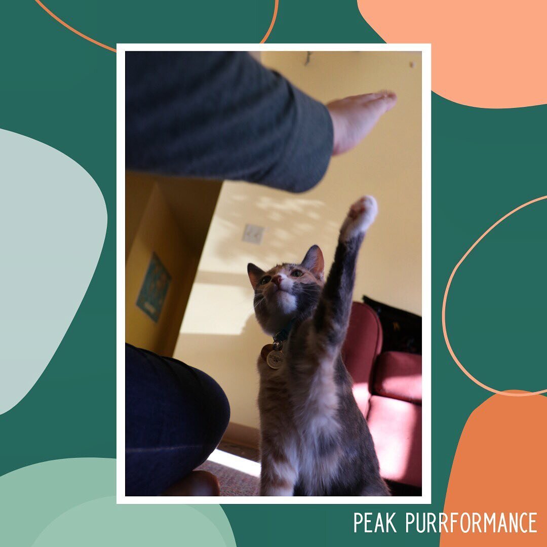 High five! We made it to Friday! ✨😻
#catsofinstagram #cats #cattraining #cattricks