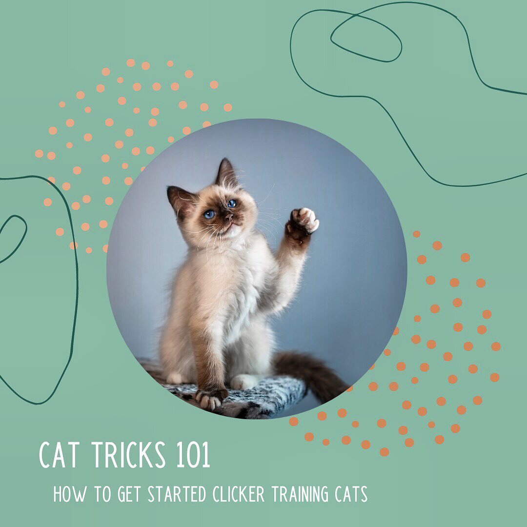 Want to start clicker training your cat but not quite sure how to get started? Our partners at Space Cat Academy can help you! Their new course, Cat Tricks 101, will set you up for success by teaching you the foundational skills needed for teaching b