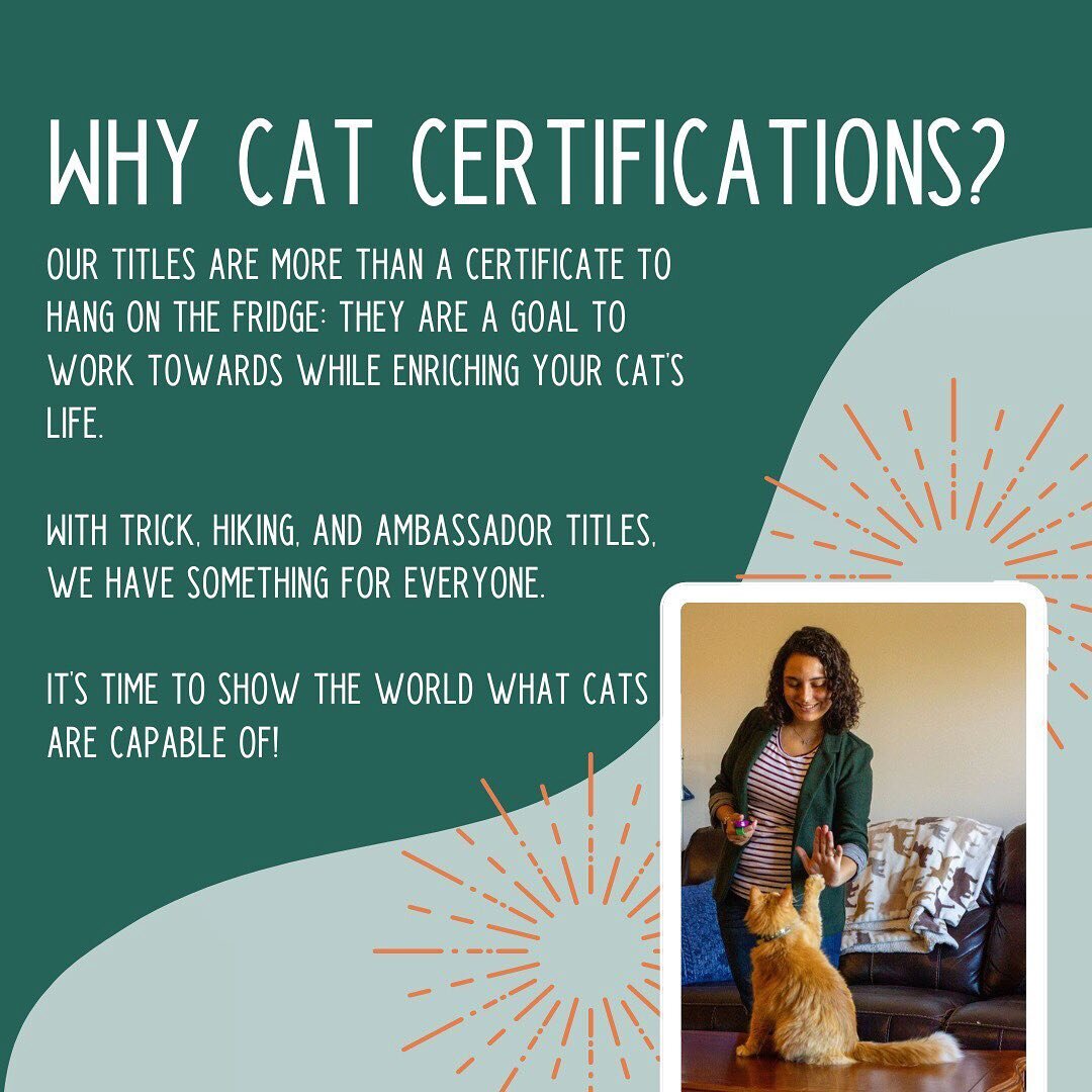 At Peak Purrformance we offer cat titles and certifications to help guide your training and enrich your cat&rsquo;s life. With  trick, hiking, and ambassador titles, we have something for everyone! Head to the link in our bio to learn more! 😸✨

#cat