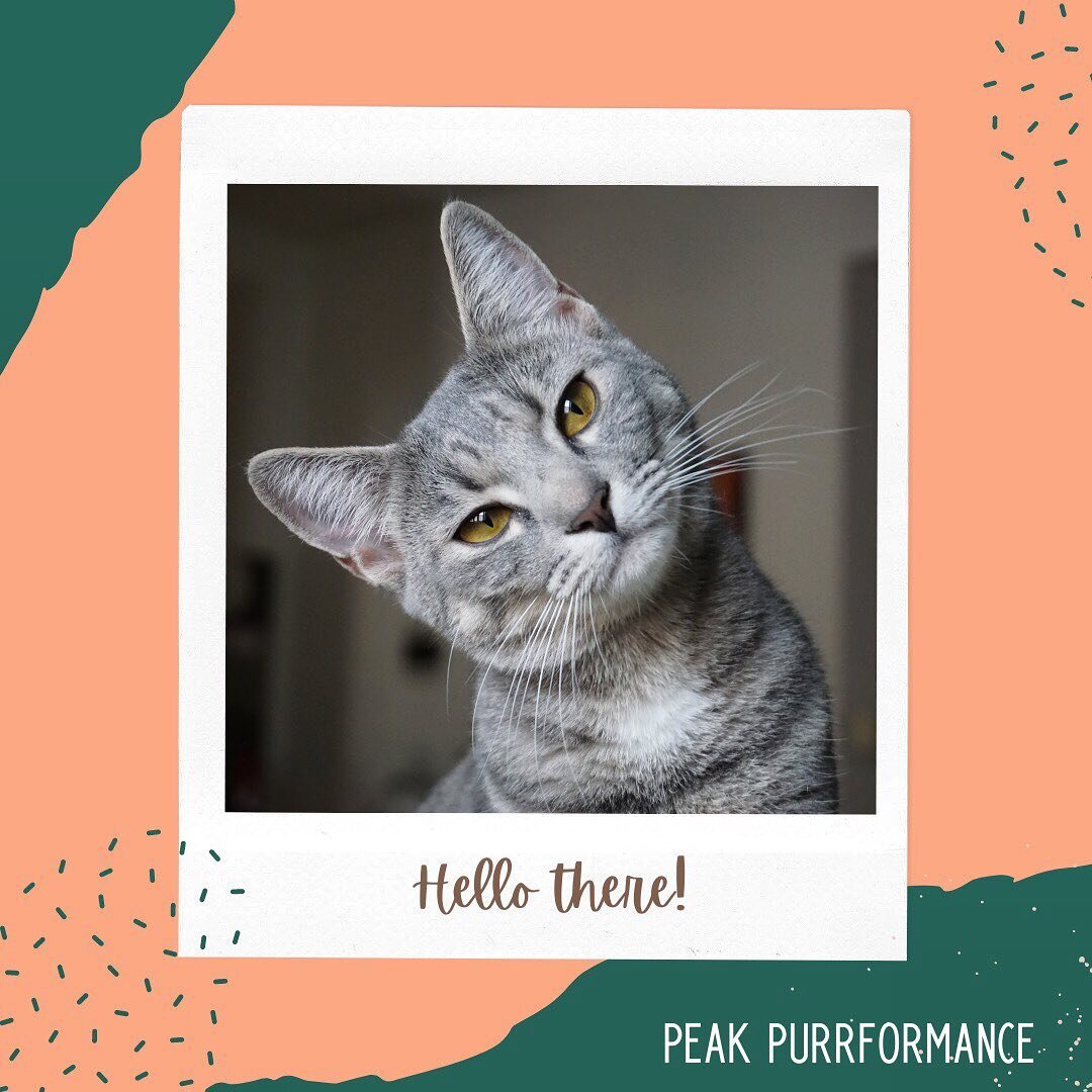 Hello there! For anyone new to following us, we started Peak Purrformance due to a critical lack of opportunities for cats and a misunderstanding of their abilities. We are a team of multi-species cat trainers with a passion for empowering people to 
