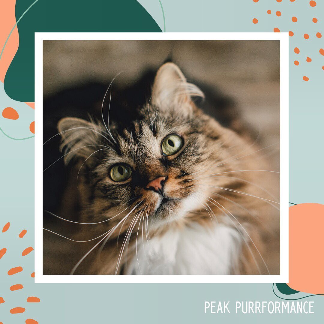 You already know that your cat is capable of amazing things. Now you can use our cat titles to show it to the world! Peak Purrformance offers titles and certifications for cat tricks, hiking, and ambassador skills. Each title comes with a certificate