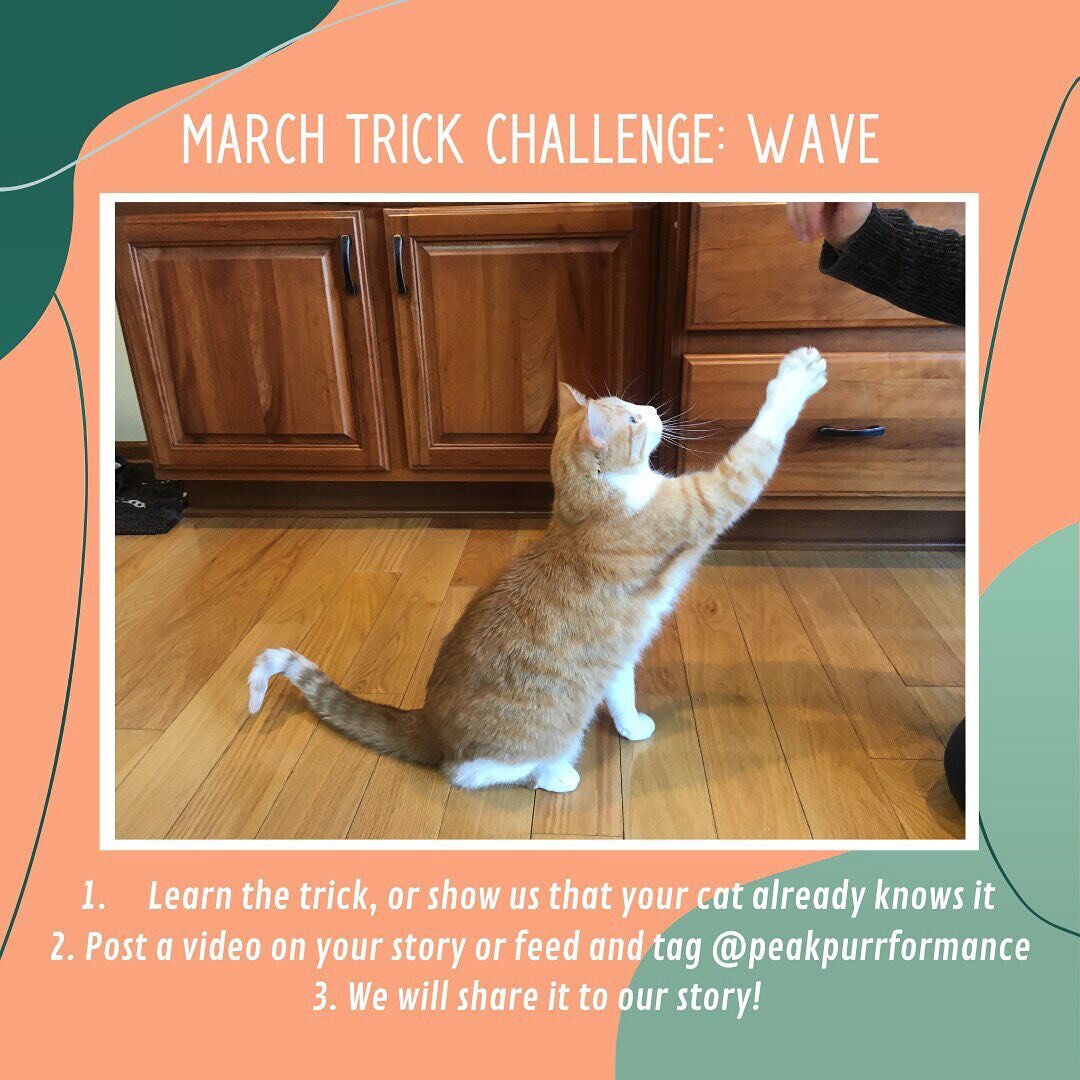 Let&rsquo;s start the spring with a trick challenge and show the world how talented cats are! The challenge is easy: teach your cat to wave, and then take a video of it. Post the video to your story or feed and tag @peakpurrformance. Then we will sha