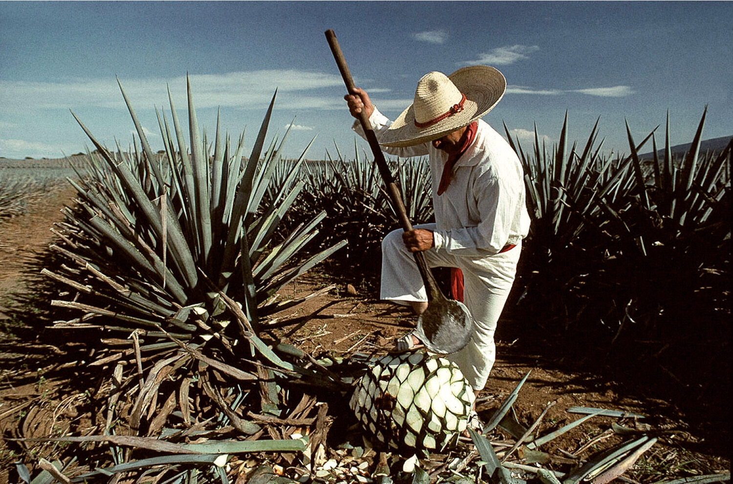 maguey plant fiber bag