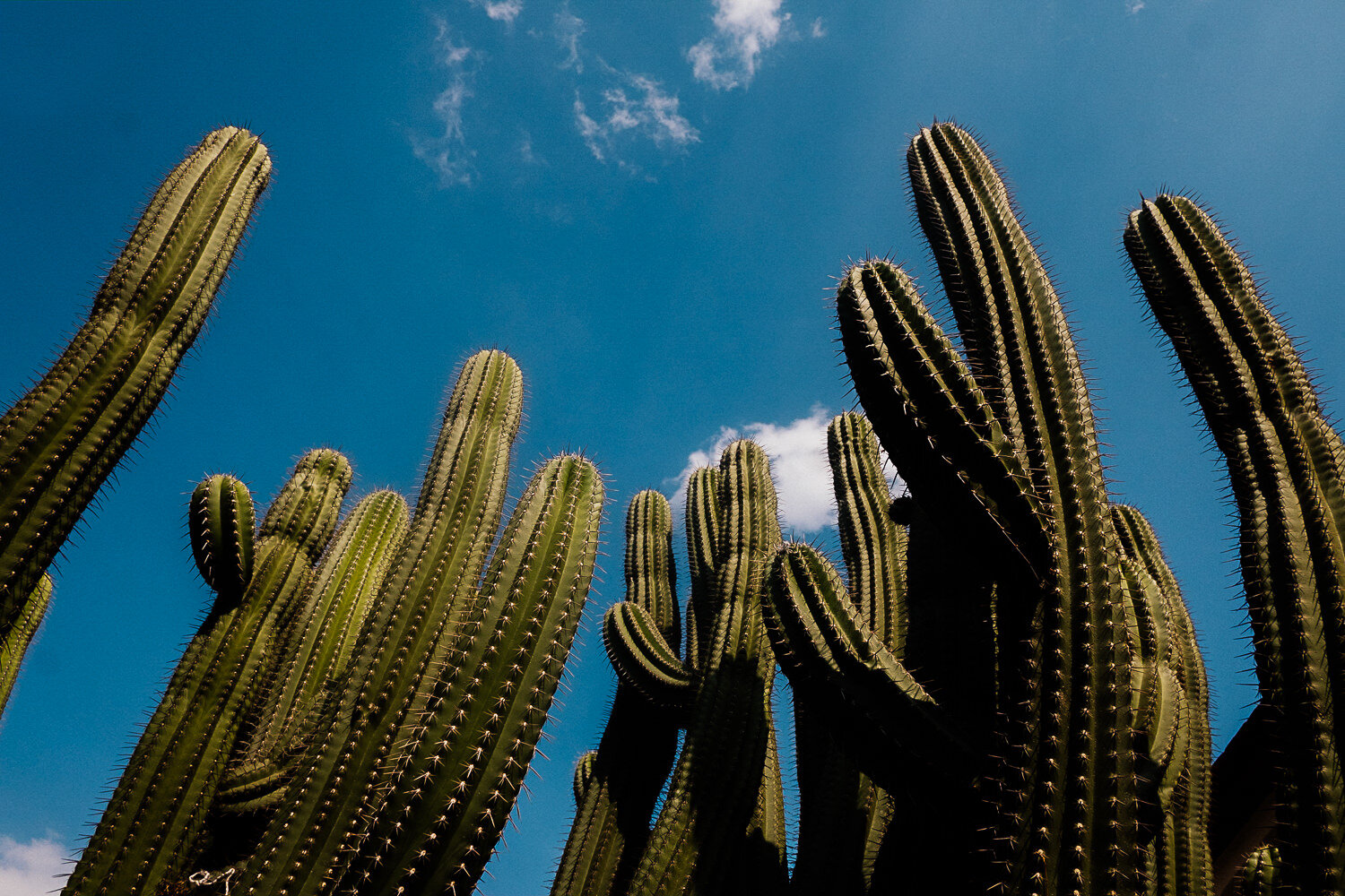 stamp-museum-oaxaca-cactus-garden.jpg