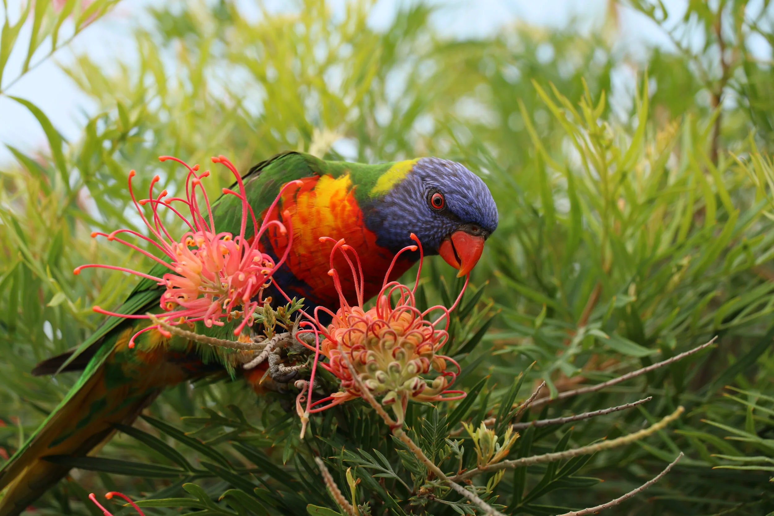 オージー鳥 Australianoasobiba