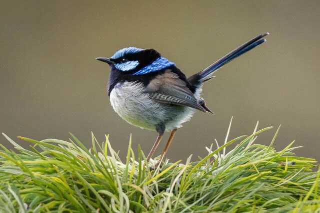 オージー鳥 Australianoasobiba