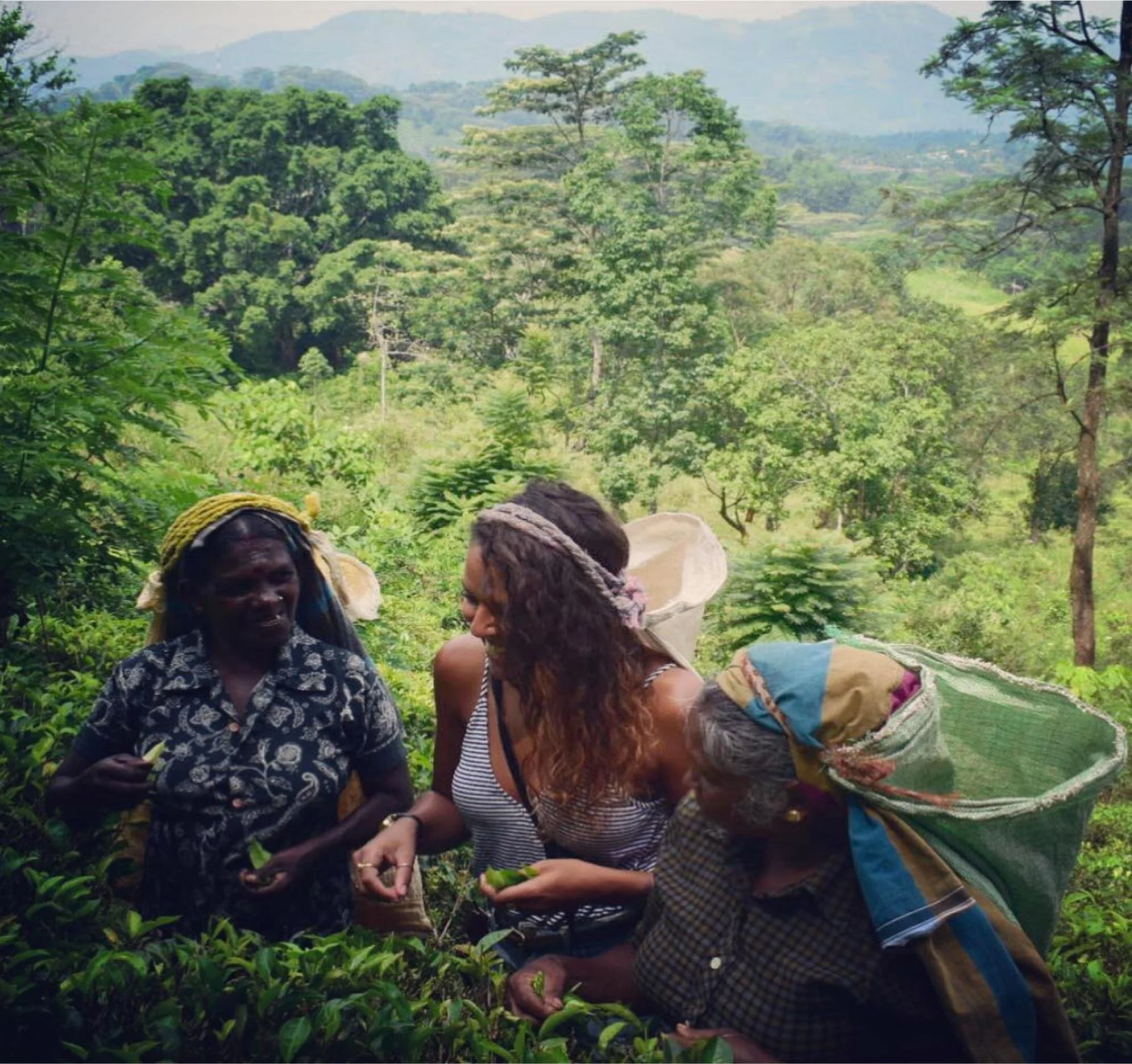 Tea-picking at Ashburnham Estate.jpg