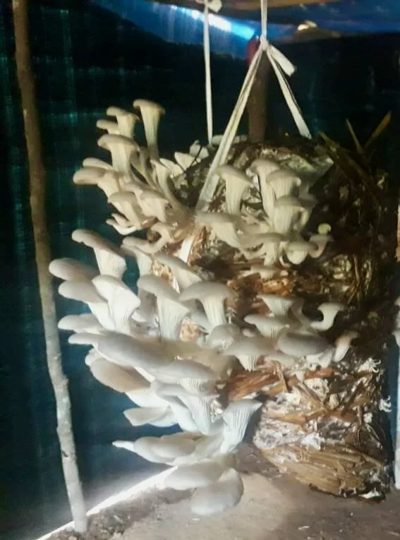 Mushroom Growing in Nagaland