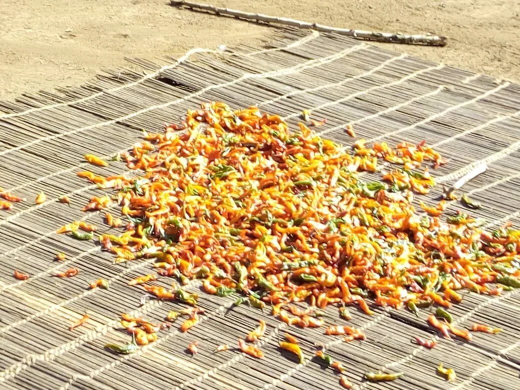 Drying the Cayenne