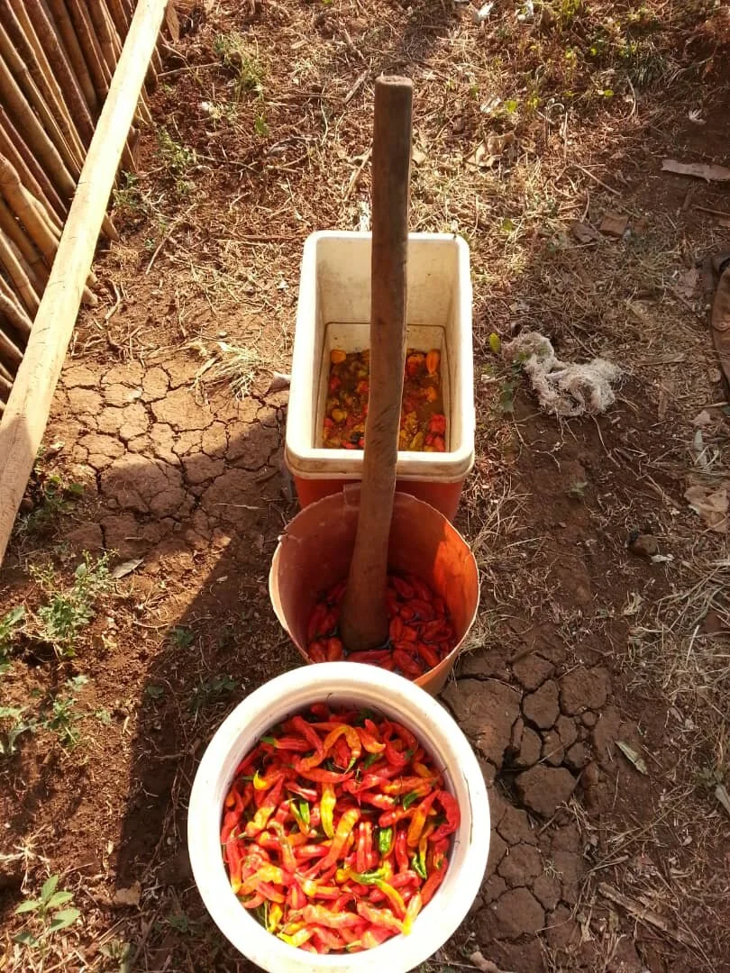 Pepper Harvest - BERUDA.jpeg
