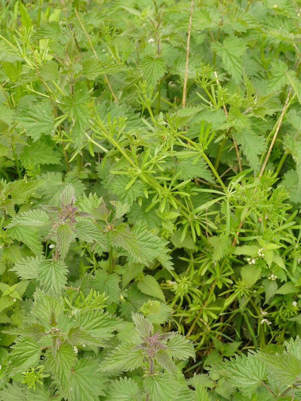 P1350164.JPG